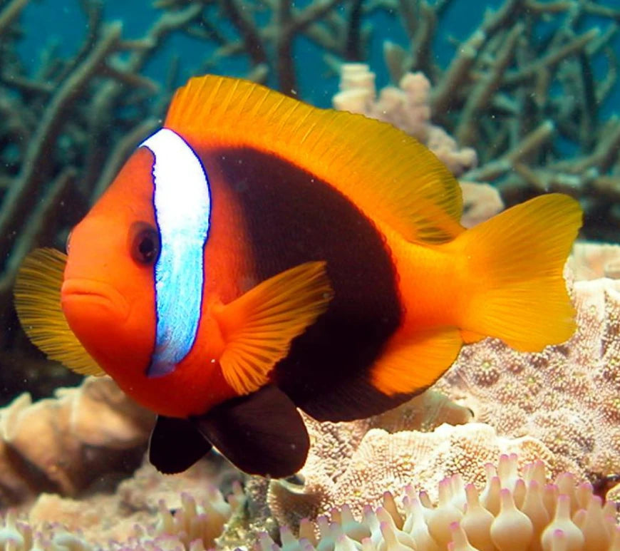 The Teak Clownfish, Amphiprion melanopus