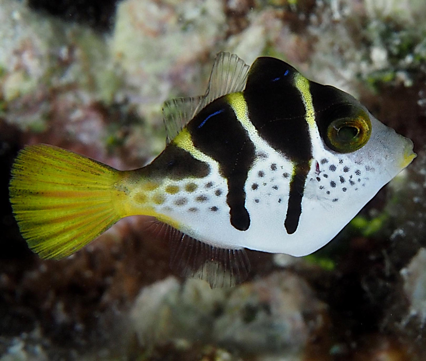 Mimic Filefish, Paraluteres prionurus