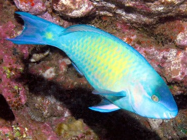 Yellow-sided Parrotfish – Palenose Parrotfish