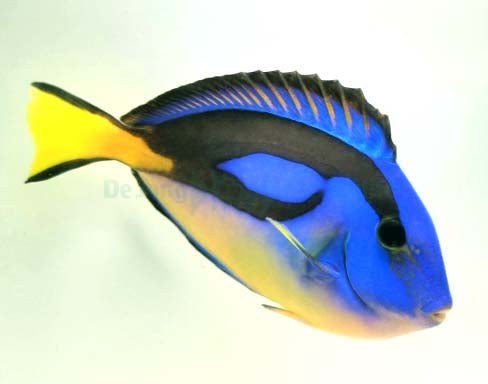 Yellow Belly Regal Blue Tang, Acanthurus Hepatus (Yellow)