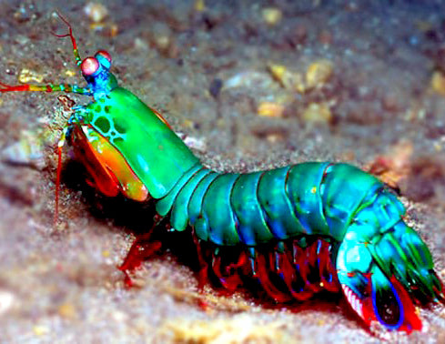 Peacock Mantis Shrimp,  Odontodactylus scyllarus