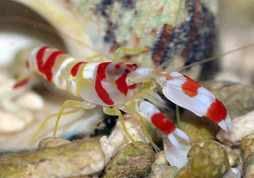 Yellow Watchman Goby & Pistol Shrimp pair