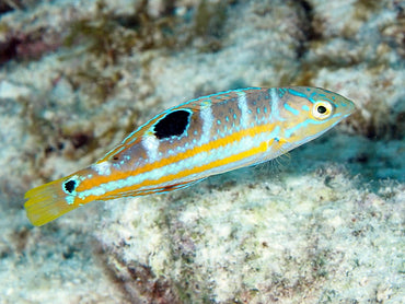 Pudding Wife Wrasse,  Halichoeres radiatus