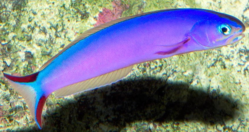 Purple Tilefish, Hoplolatilus purpureus