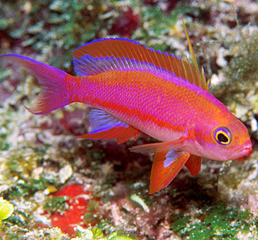 Randall's Anthias (Pseudanthias randalli) (male) – The Reef Experience