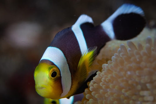 Black Saddleback Clownfish, Amphiprion polymnus (pairs)