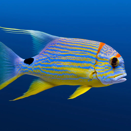 Longfin Snapper , Symphorichthys Spilurus