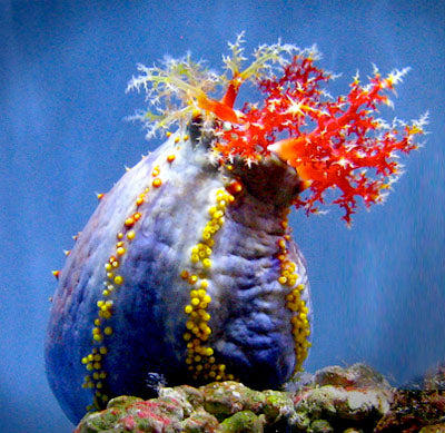 Australian Sea Apple, Pseudocolochirus violaceus