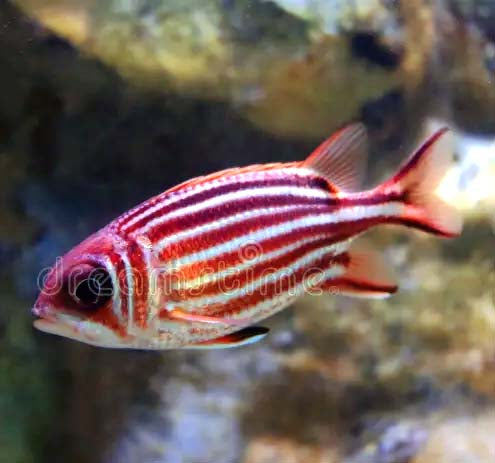 Striped Squirrelfish, Sargocentron diadema