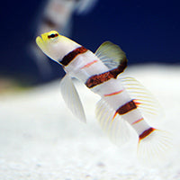 Dracula Goby, Stonogobiops dracula