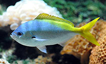 Yellow and blueback fusilier, Caesio teres