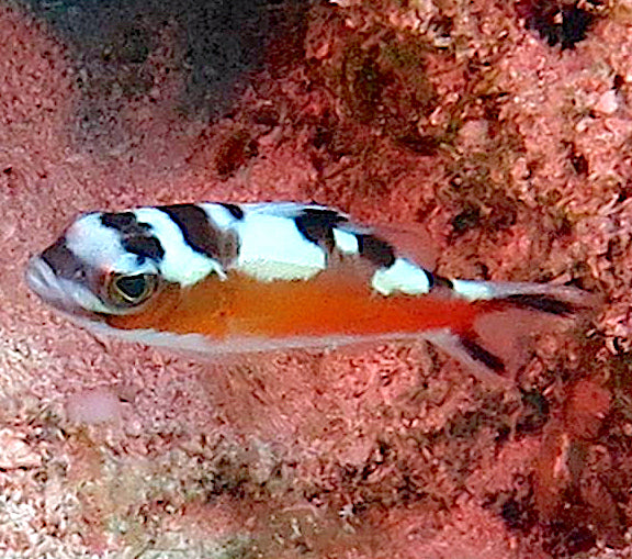 Tobacco Bass,  Serranus tabacarius