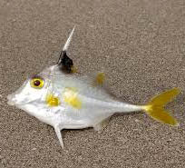 Tripod Filefish, Tripodichthys oxycephalus