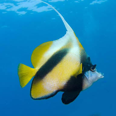 Red Sea Bannerfish, Heniochus intermedius