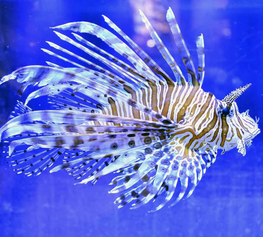 Volitans Lionfish,  Pterois volitans