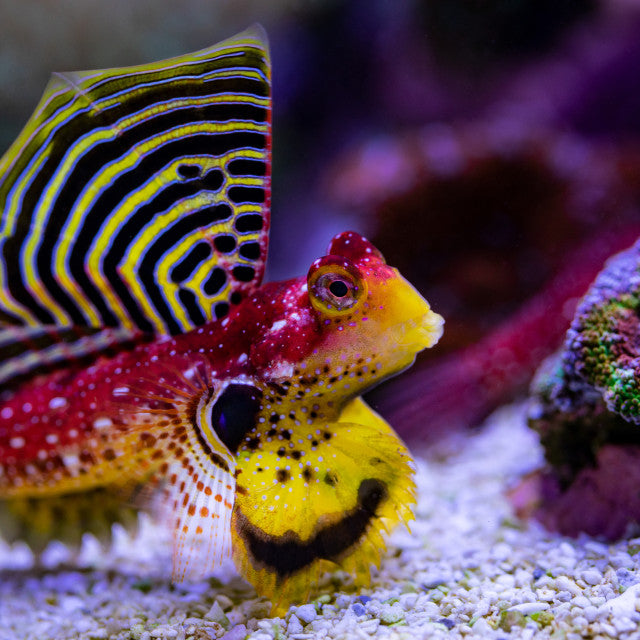 Flame Scooter Blenny, Synchiropus sycorax.