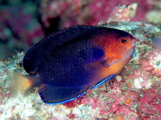 Pygmy Whitetail Angelfish, Centropyge Flavicauda