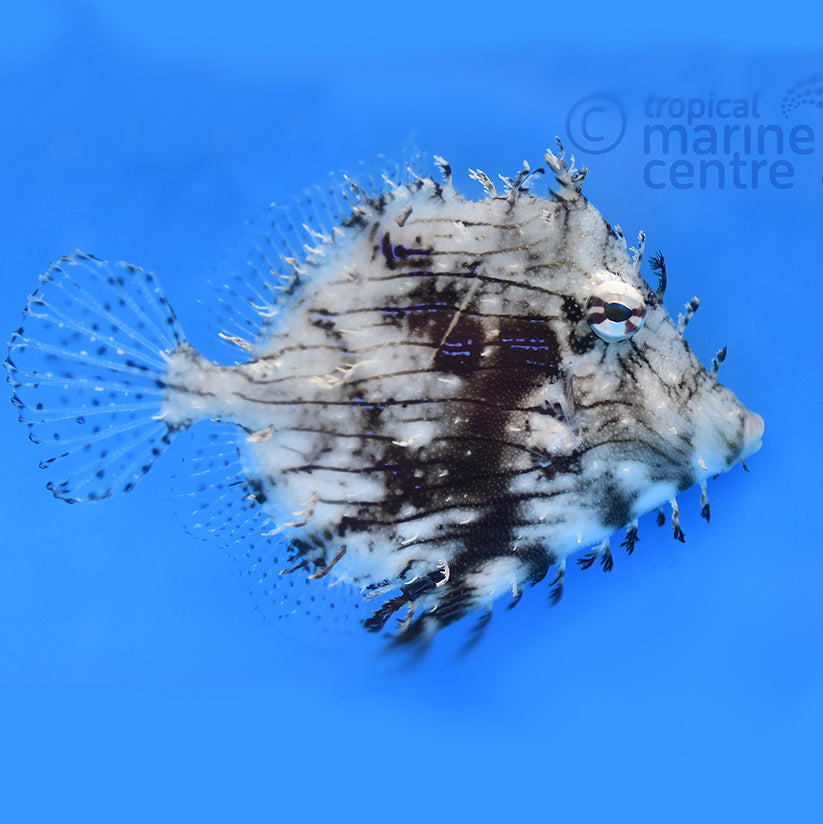 Tassle filefish, Chaetodermis penicilligerus