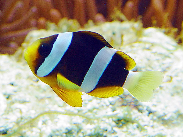 Clarkii Clownfish, Amphiprion clarkia