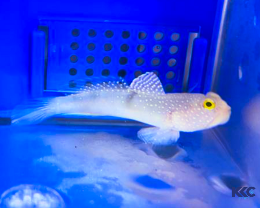 Silver Watchman Goby, Cryptocentrus Cinctus