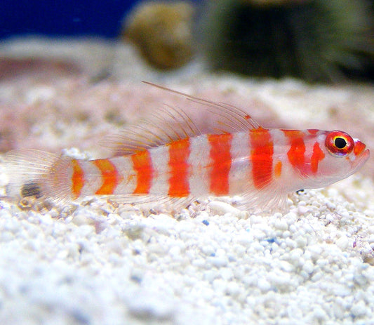 Red Stripe Goby - Firecracker, Trimma cana. (reserved)