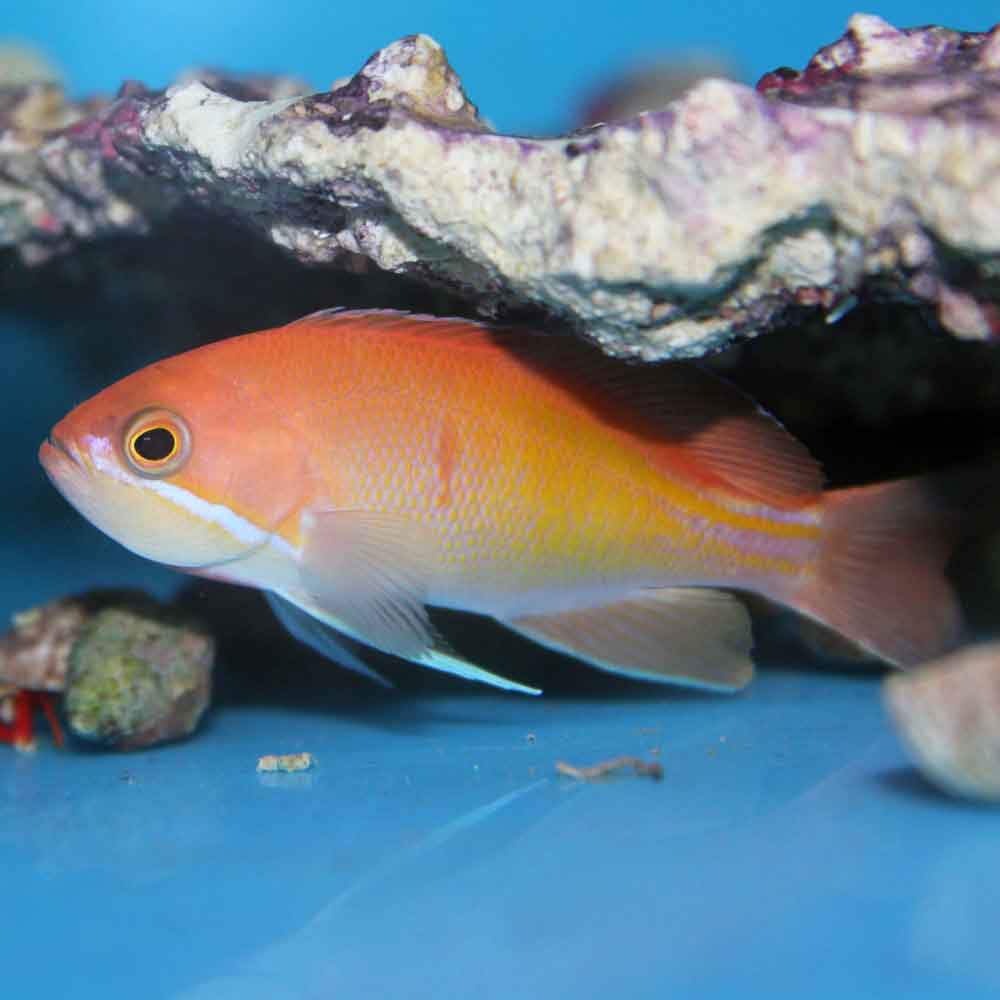 Red Fairy Anthias, Pseudanthias kashiwae