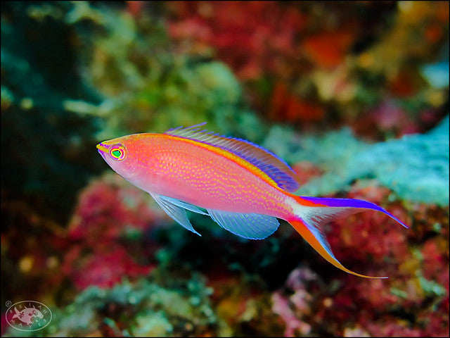 Princess Anthias, Pseudanthias smithvanizi