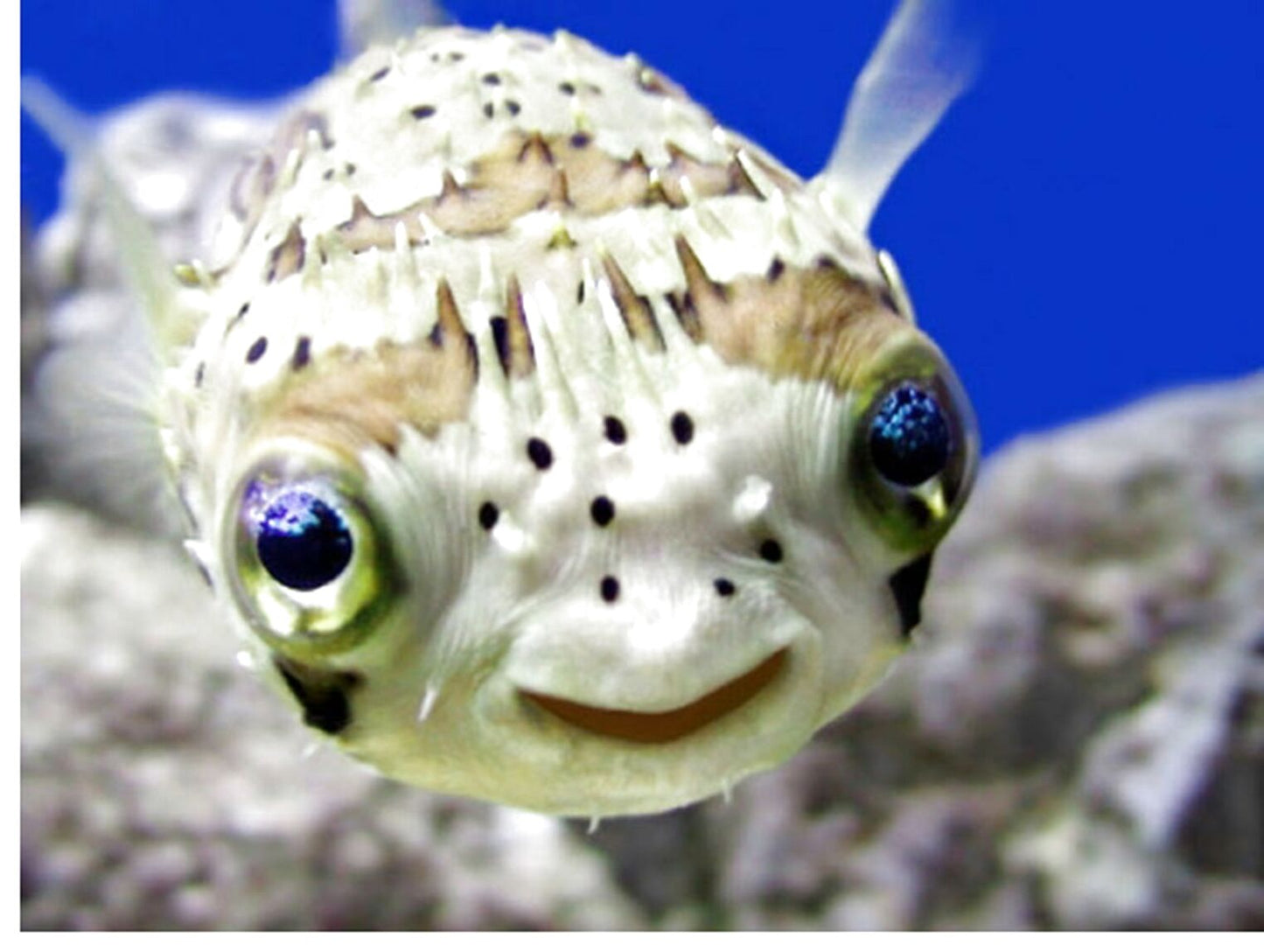 Porcupine Puffer (Diodon holocanthus)