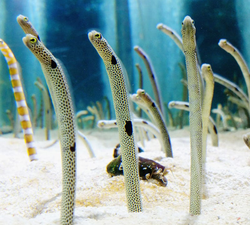 White spotted garden eel, Gorgasia maculate.