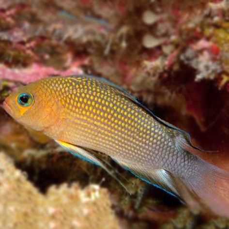 Red Pelvic fin Basselet, Pseudochromis Polynemus