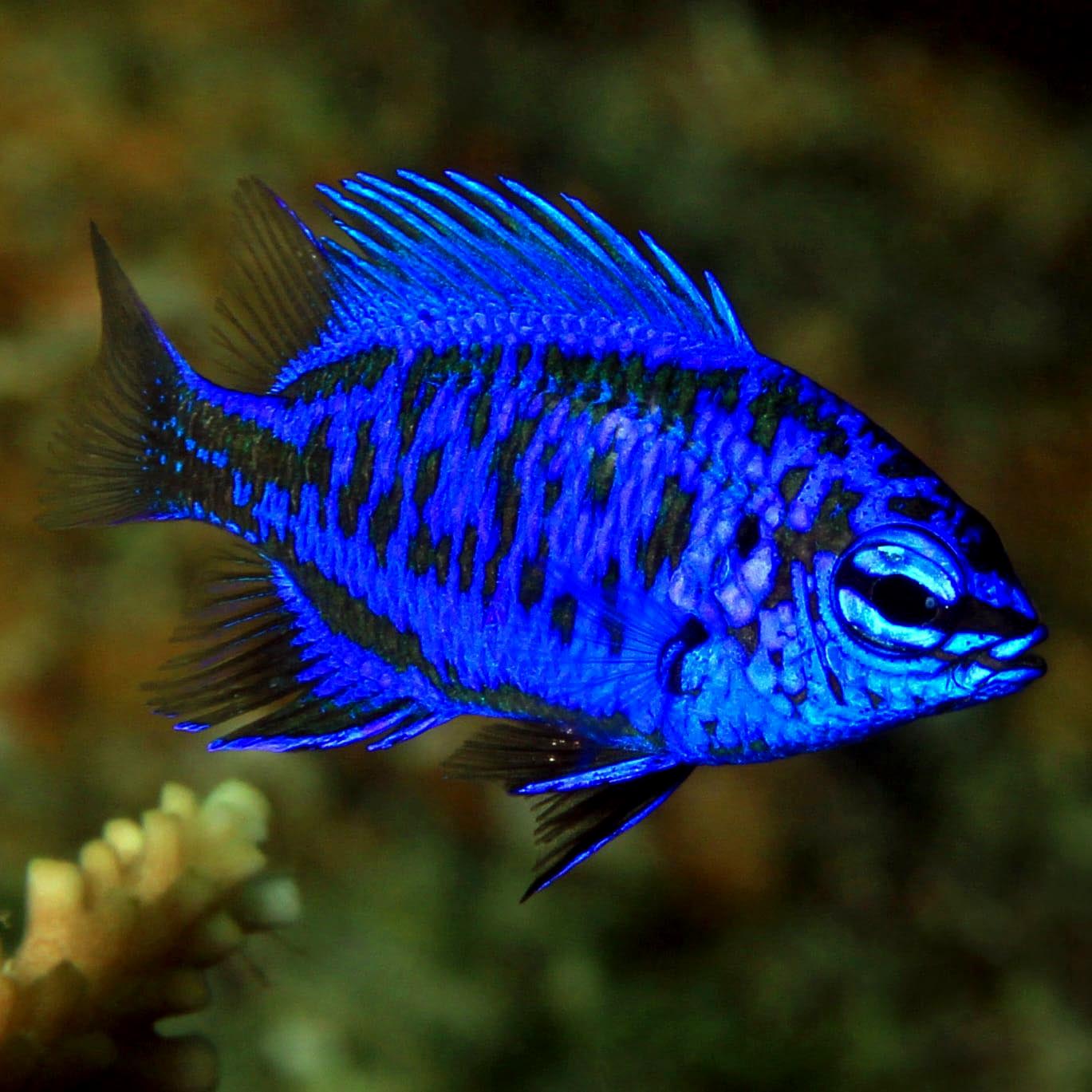 Royal Blue Damsel, Chriysiptera springeri