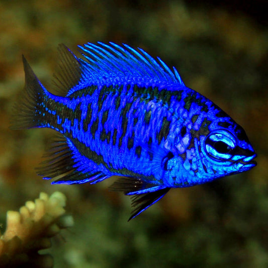 Royal Blue Damsel, Chriysiptera springeri