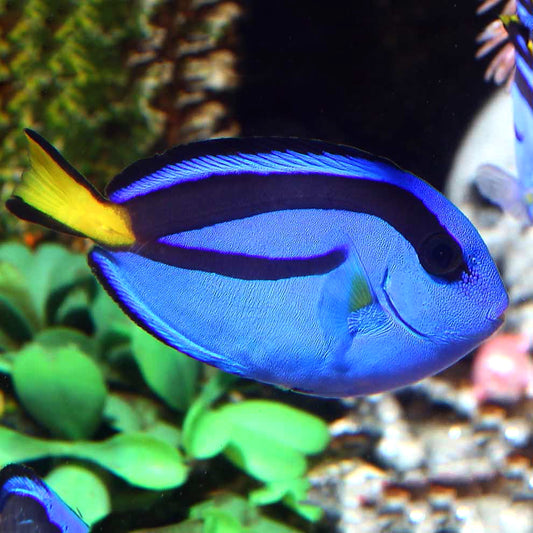 Regal Tang, Paracanthurus hepatus