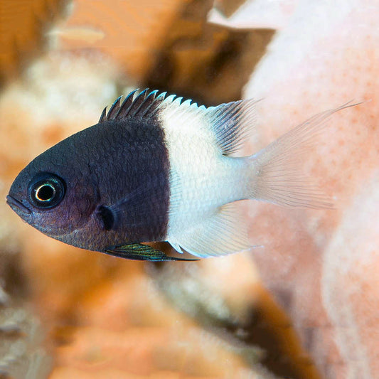 Bicolour Chromis, Chromis margaritifer