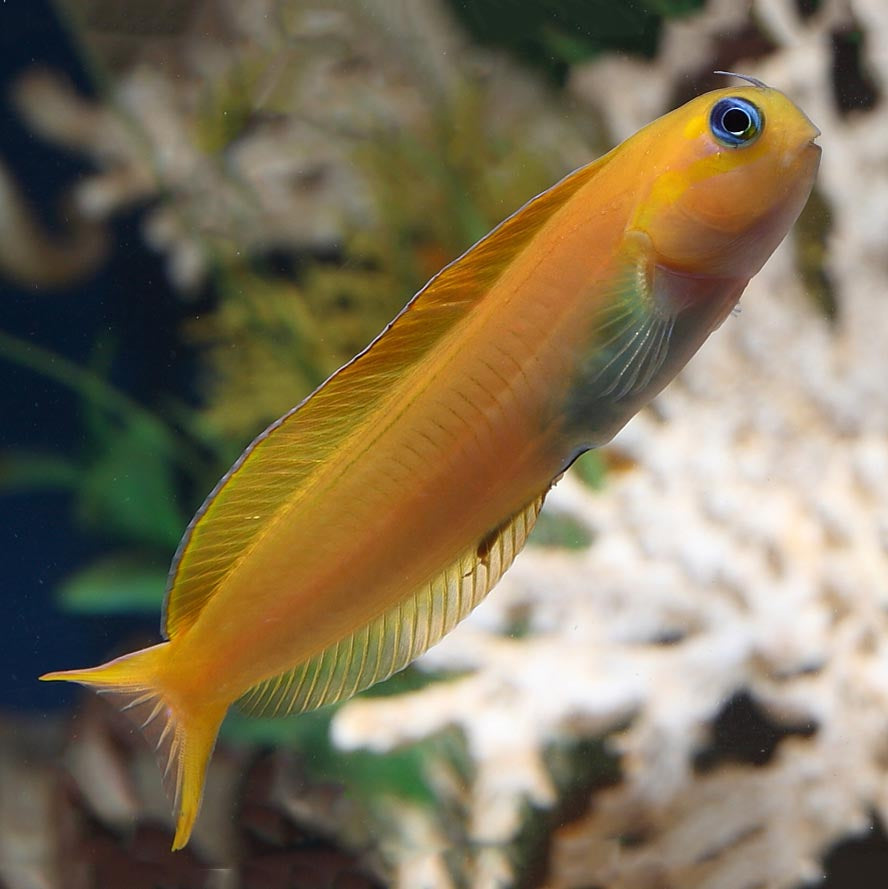 Canary Blenny (Meiacanthus oualanensis)