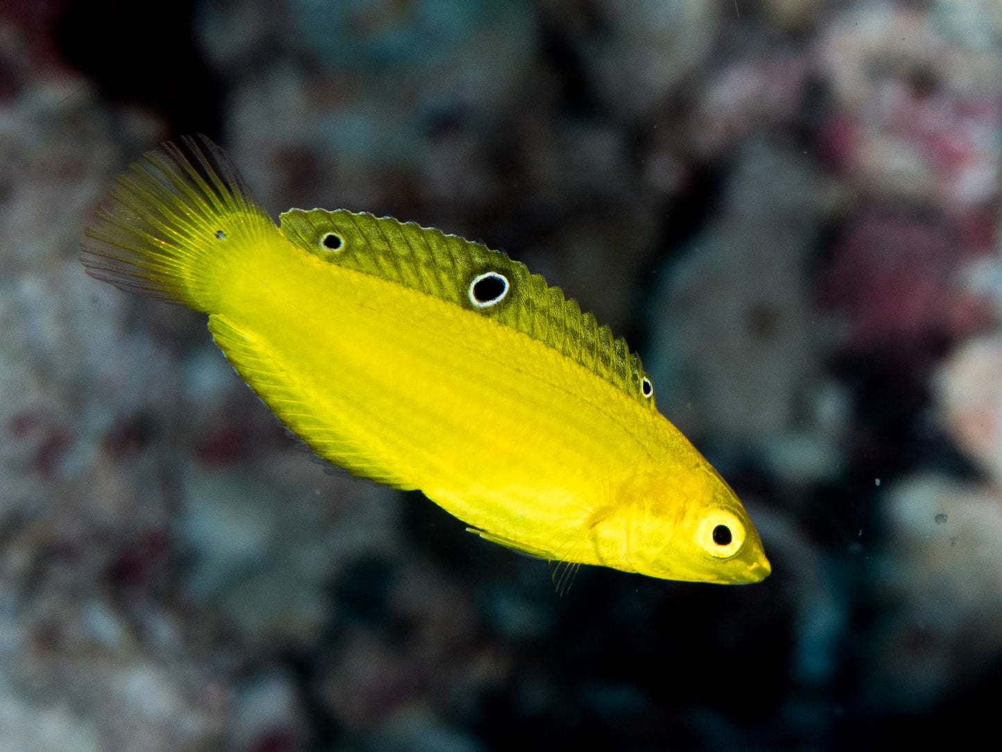 Yellow Wrasse, Halichoeres chrysus