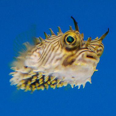 Spiny Boxfish, Chilomycterus schoepfii