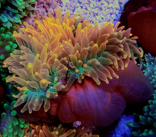 Rainbow Bubble Tip, red tip metallic Anemone, Entacmaea Quadricolor