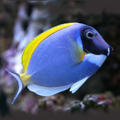 Powder Blue Tang, Acanthurus leucosternon. – The Reef Experience