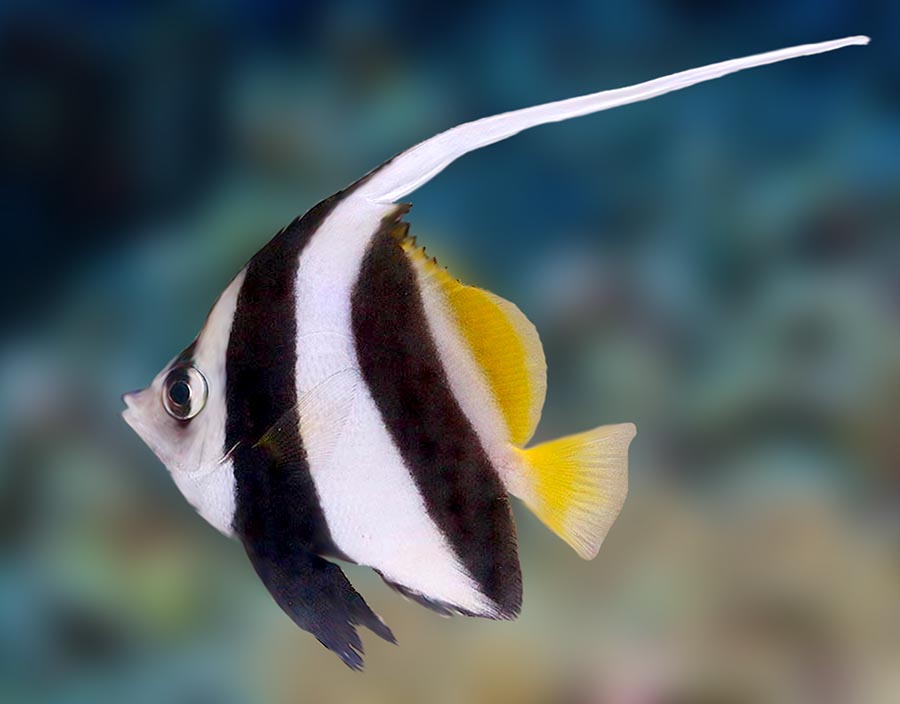 Long Fin Bannerfish, Heniochus Acuminatus – The Reef Experience