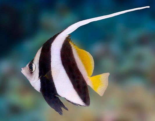 Bannerfish, Heniochus Acuminatus