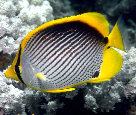 Black Back Butterflyfish, Chaetodon melannotus