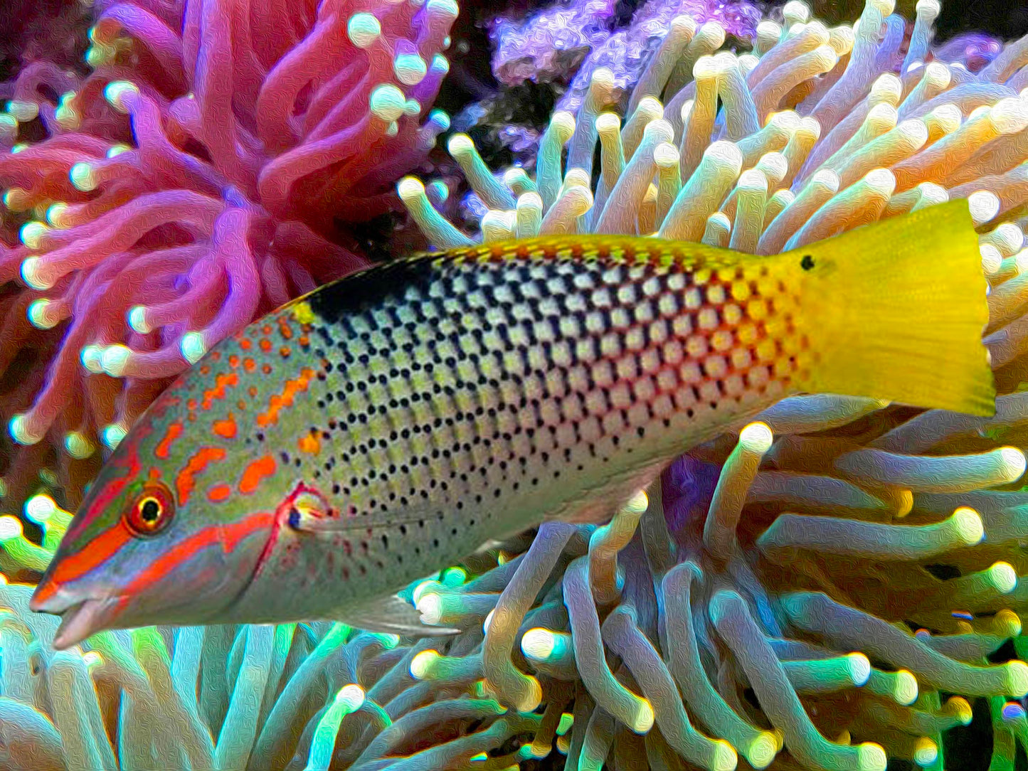 Checkerboard Wrasse, Halichoeres Hortulanus