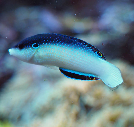 China Wrasse, Anampses neoguinacus