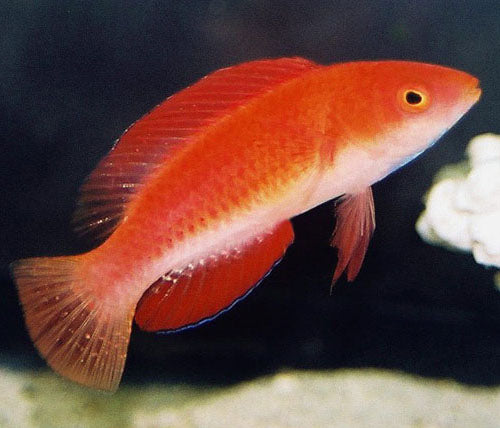 Red Fin Wrasse, Cirrhilabrus rubripinnis