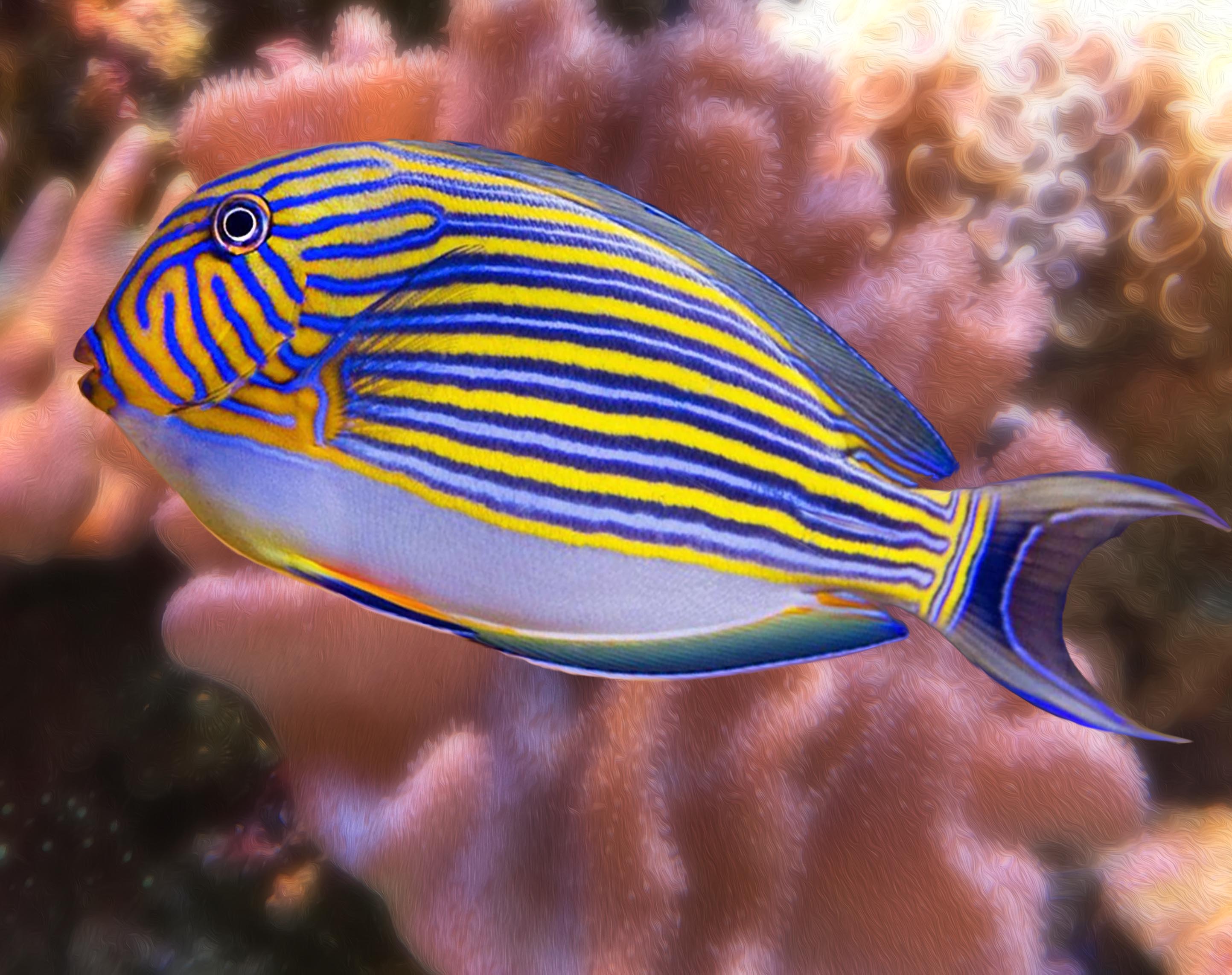 Clown Surgeonfish Acanthurus Lineatus – The Reef Experience