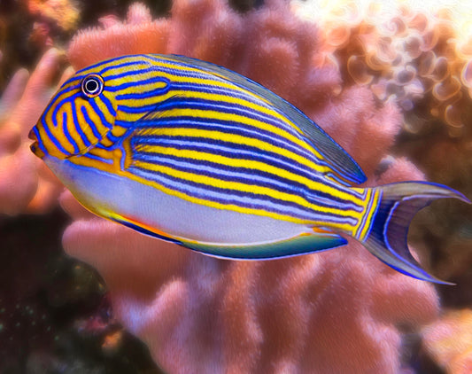 Clown Surgeonfish Acanthurus Lineatus