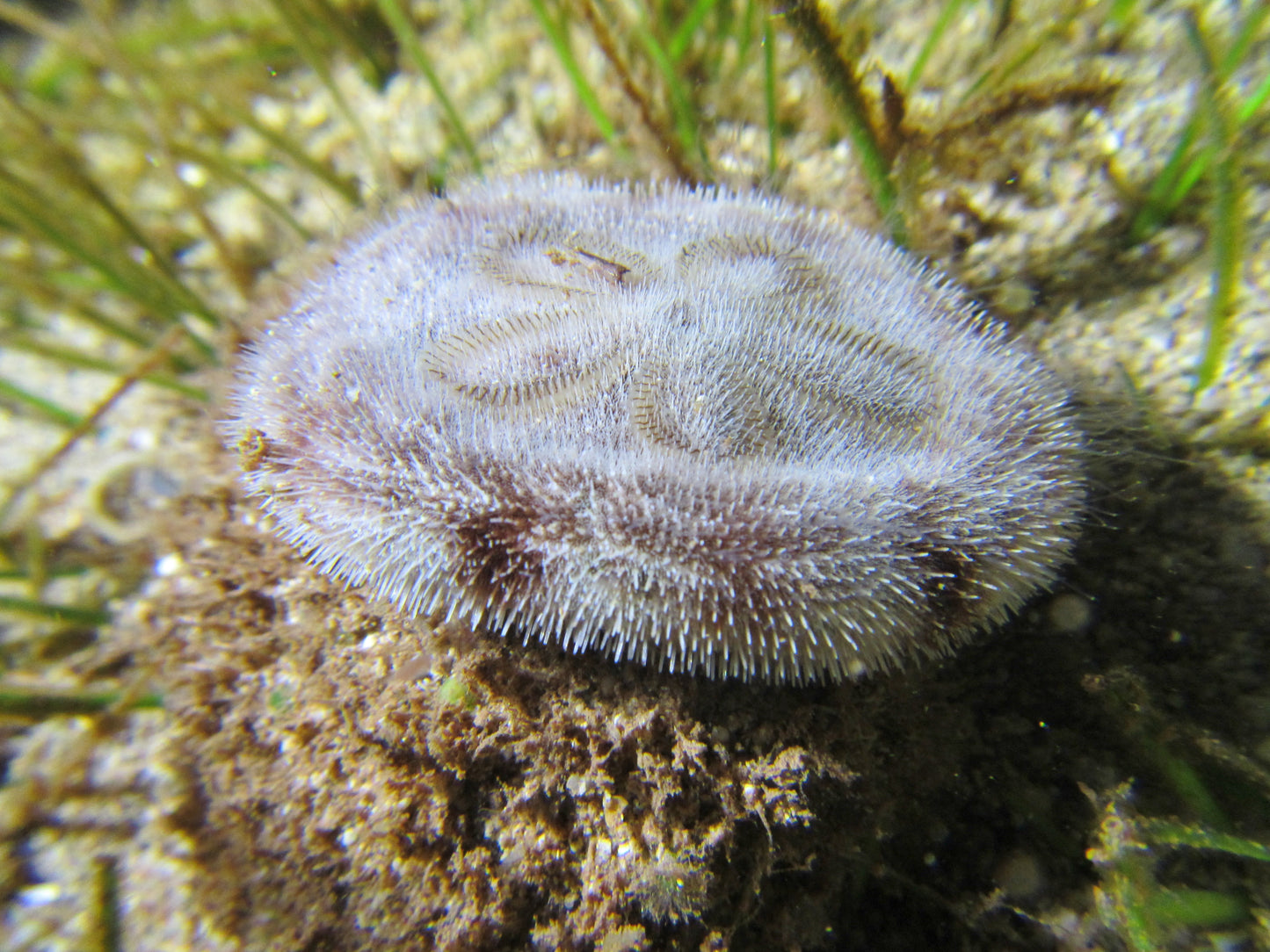 Sand Dollar Starfish, C. Humilis.