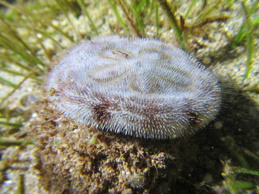 Sand Dollar Starfish, C. Humilis.