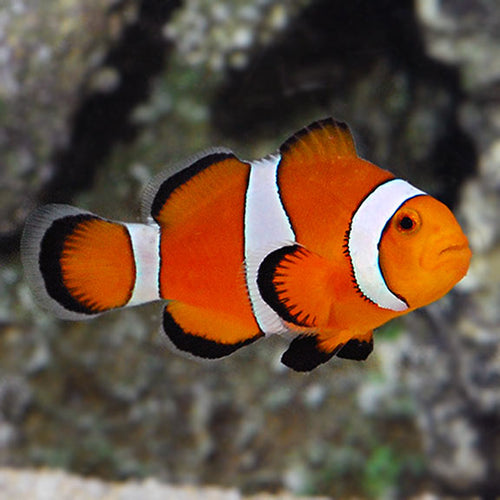 Tank bred Common  Clownfish, Amphriprion Ocellaris